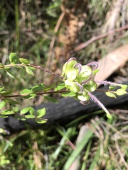 Grevillea mucronulata