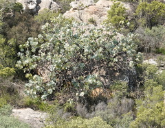 Protea nitida