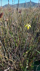 Moraea bituminosa