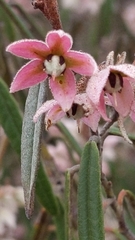 Lasiopetalum