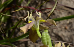 Moraea vegeta
