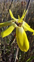 Moraea bituminosa