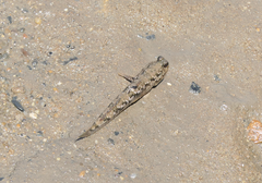 Periophthalmus argentilineatus