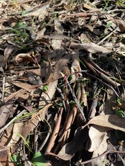 Chiloglottis trapeziformis