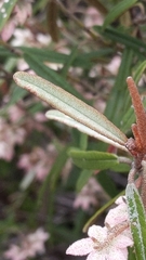 Lasiopetalum