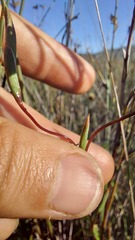 Moraea bituminosa