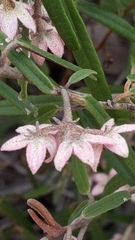 Lasiopetalum