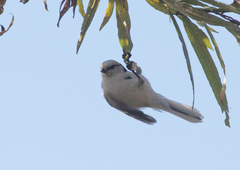 Cyanistes cyanus