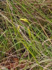 Diuris behrii