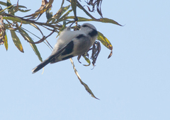 Cyanistes cyanus