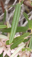 Lasiopetalum