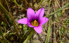 Romulea rosea