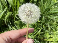 Taraxacum