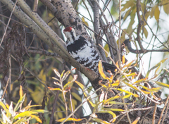 Dendrocopos leucotos