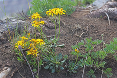 Packera multilobata