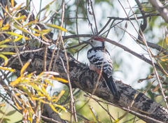Dendrocopos leucotos