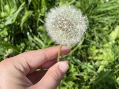 Taraxacum