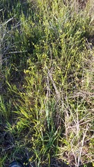 Hermannia procumbens myrrhifolia