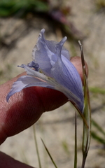 Gladiolus gracilis