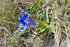 Gentiana clusii