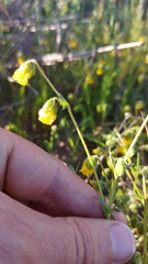 Hermannia procumbens myrrhifolia