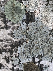 Phaeophyscia