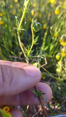 Hermannia procumbens myrrhifolia