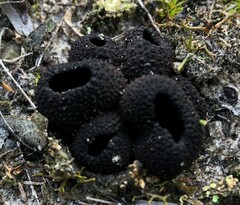 Plectania platensis