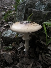 Amanita