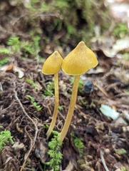 Entoloma luteum