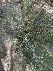 Baccharis sergiloides