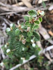 Spyridium parvifolium
