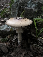 Amanita
