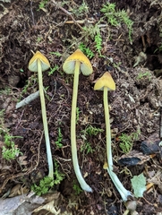 Entoloma luteum