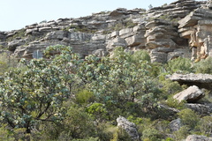 Protea nitida