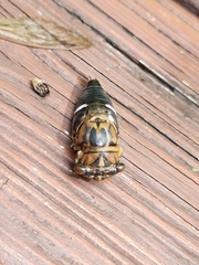 Neotibicen linnei