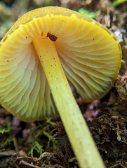 Entoloma luteum