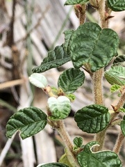 Spyridium parvifolium