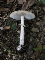 Amanita