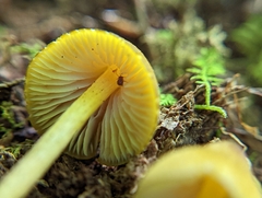 Entoloma luteum