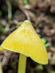 Entoloma luteum