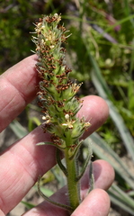 Echiostachys incanus