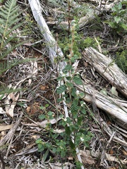 Spyridium parvifolium