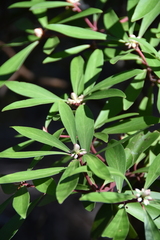 Tasmannia lanceolata