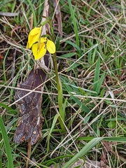 Diuris behrii