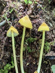 Entoloma luteum