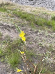 Philydrum lanuginosum