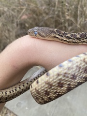 Pituophis catenifer catenifer