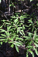 Tasmannia lanceolata