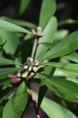 Tasmannia lanceolata